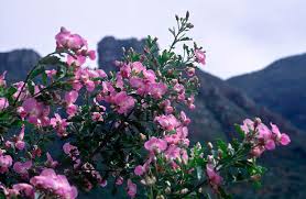 Image result for Podalyria