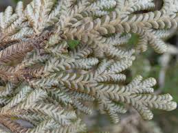 Image result for Selaginella imbricata