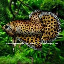 All About Betta Fish Leopard Betta Fish Fake Designed Betta Betta Fish Betta Aquarium