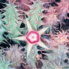 Image result for Huernia verekeri