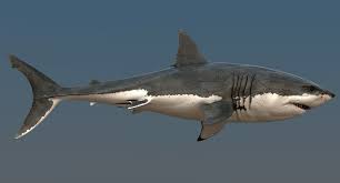 Realistic Great White Shark 3d Model In 2020 Great White Shark White Sharks Shark