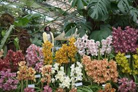 523 likes · 7 talking about this. A Small Nursery Near Town Centre With Varieties Of Color Different Flowers And Plant Species Reviews Photos Flower Exhibition Centre Tripadvisor