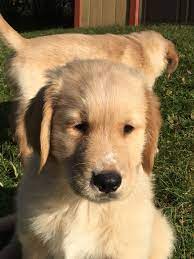 Is a golden retriever puppy right for you? Dog Golden Retriever Puppy Vermont Usa Cute Doggies And Puppies Free Images