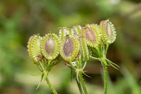 Image result for Apiaceae