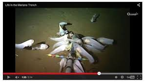 Maybe you would like to learn more about one of these? Palung Mariana Sarang Ikan Ikan Aneh Dan Udang Raksasa