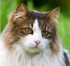 Yes they are house cats and fully trained to their own litter box. American Longhair Cat Photos Facebook