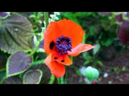 How to grow poppy (papaver). How To Grow Poppies From Seed Youtube