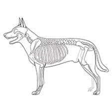 This is the perfect coloring page for the whole family to color and make beautiful!. 15 Best Skeleton Coloring Pages For Your Toddler