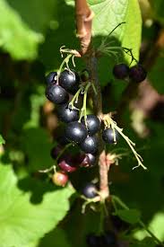 Image result for jostaberry