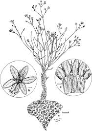 Image result for Raphionacme lanceolata
