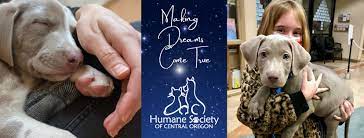 Street dog hero is a dog rescue based in bend, or which offers dog adoption services to people living in portland, central oregon and beyond. Humane Society Of Central Oregon Home Facebook