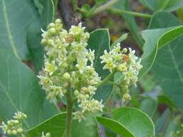 Image result for Searsia longipes