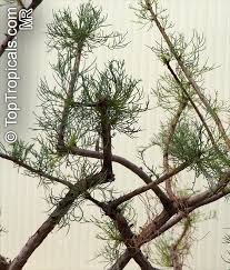 Image result for Commiphora caerulea