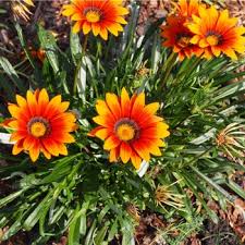 Image result for foto Gazánie