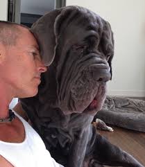 Second dog death prompts concerns about safety of pets