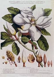 Image result for Magnoliaceae