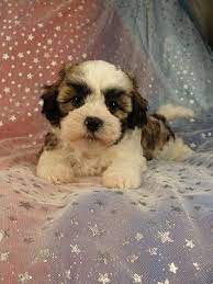 2 days ago · the shih poo is a mixture between the miniature poodle and the shih tzu. Shih Tzu Bassett Hound Mix Teddy Bear Puppies On Teddy Bear Puppies Iowa Breeder July And August This Is What Teddy Bear Puppies Shichon Puppies Puppies