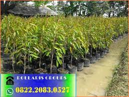 Pollaris Groups Merah Pohon Kalimantan