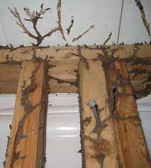 Pest king uses safe and effective pest control techniques. King George Termite And Pest Control Exterminators Va
