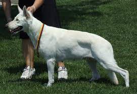 There are 215 white alsatian dog for sale on etsy, and they cost $18.25 on average. White Shepherd Wikipedia