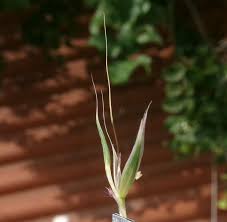 Image result for Andropogon festuciformis