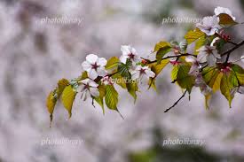 エゾヤマザクラの花と葉 写真素材 5589216 フォトライブラリー Photolibrary