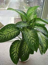 Dieffenbachia Care Growing The Dumb Cane Plant Dieffenbachia Houseplant Big Indoor Plants Dumb Cane