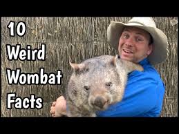 Image result for Common wombat