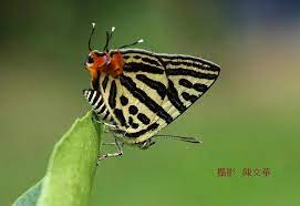台灣雙尾燕蝶spindasis lohita formosana taiwan wildlife animals butterfly