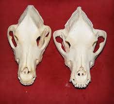 Maybe you would like to learn more about one of these? St Bernhard Skull Left And Gray Wolf Skull Right Animal Skeletons Wolf Skull Skull And Bones