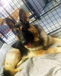 I have a litter of eight german shep puppies that will be ready to go christmas eve. Dogged Badly Wrecked German Shepherd Shows At Westminster Blue German Shepherd Dogs German Shepherd Puppies