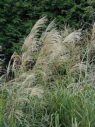 Image result for Miscanthus violaceus