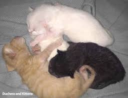 We did not find results for: Owners Named Their Cat Duchess And Then She Gave Birth To All Of The Aristocats Cast Bored Panda