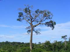 Image result for Telosma africana