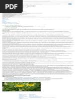 Image result for Agelanthus falcifolius