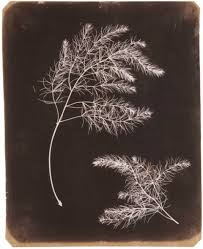 131 L Ombre Portee Dans L Art Art Histoire De La Photographie Art De La Lumiere