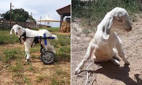 Python killing a goat (left), rachel valverde killing a python (right). Billy The Disabled Goat Whizzes Around In His Own Mini Wheelchair At Animal Sanctuary Daily Mail Online