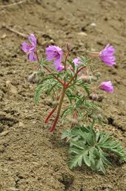 Image result for Geranium aculeolatum