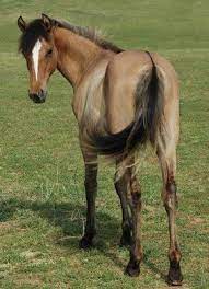 All dun horses have at least one unique. Line Back Or Zebra Dun Horses Pretty Horses Morgan Horse
