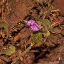 Image result for Dicliptera heterostegia