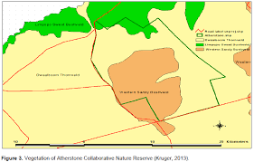 Image result for Geigeria burkei