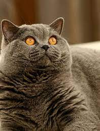 Cats all motors for sale property jobs services community pets. British Shorthair Wikipedia