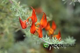 Image result for Lotus berthelotii