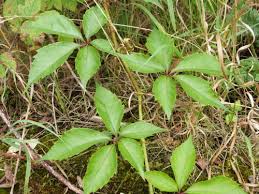 Image result for Vitaceae