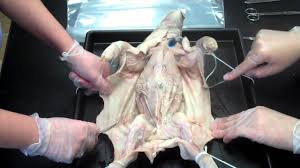 Day 1 Fetal Pig Dissection Initial Skin Removal Youtube