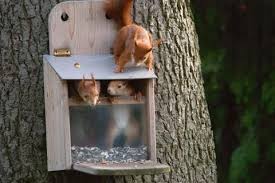 Glasmagneten Basteln Bastelanleitung Bei Geolino De Geo Vogelfutterhaus Selber Bauen Eichhornchen Vogelfutterhaus