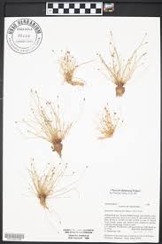 Image result for Eleocharis atropurpurea