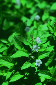 Image result for Asystasia glandulosa