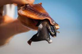 Soak the shells in the solution. Tips To Clean A Conch Shell Home Quicks