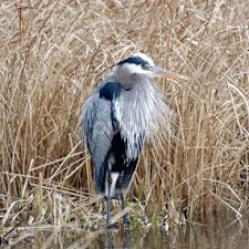 Charles Tysinger's Profile